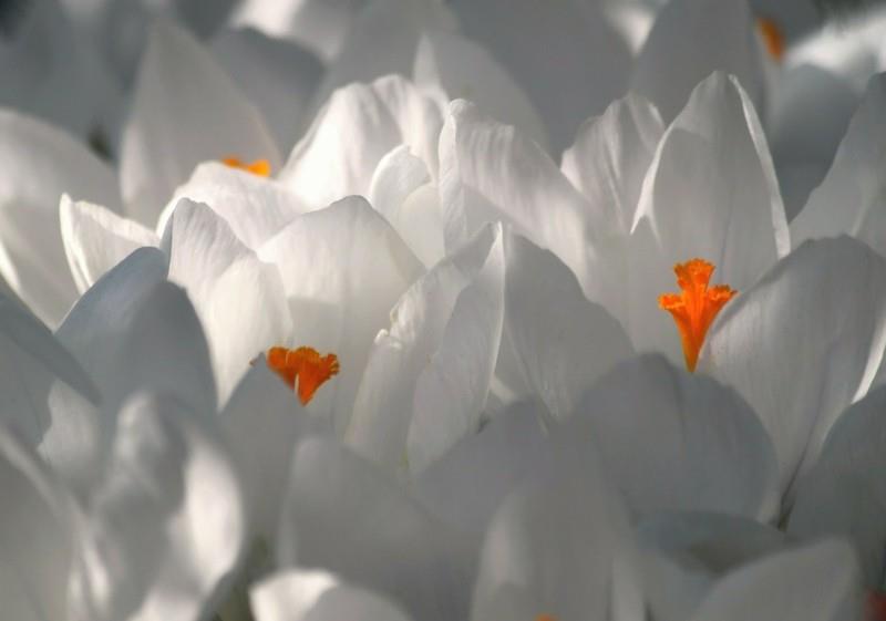 κρόκος λευκοί κρόκοι ανοιξιάτικα λουλούδια