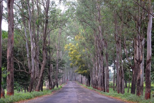 dadra-and-nagar-haveli-festivaliai