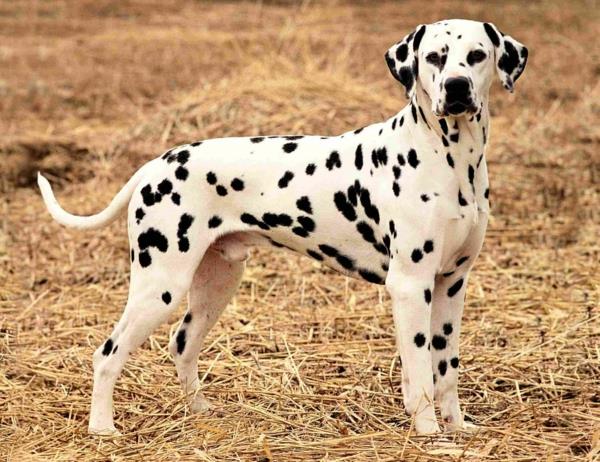 Δαλματικό σκυλί όμορφο σκυλί φυλή κατοικίδια ζώα