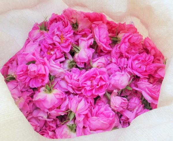δαμασκηνί ροζ λουλούδια ροζ