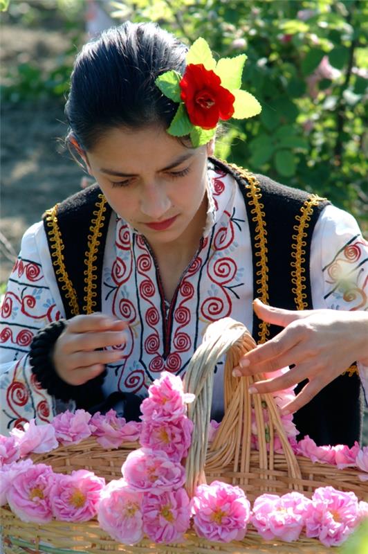 δαμασκηνό τριαντάφυλλο βουλγαρία παραδοσιακή φορεσιά τριαντάφυλλο συγκομιδή