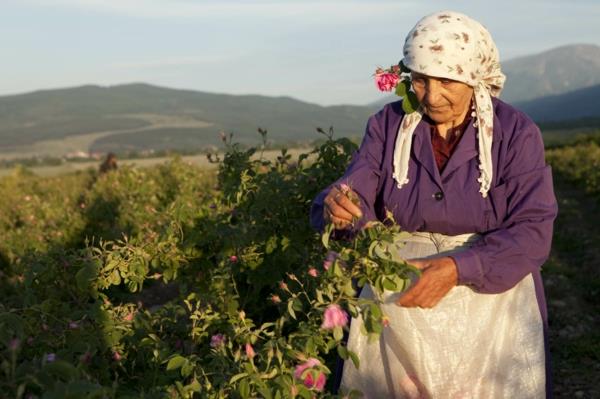 Δαμασκό τριαντάφυλλο παραδοσιακή συγκομιδή