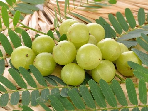 Amla arba Indijos agrastas