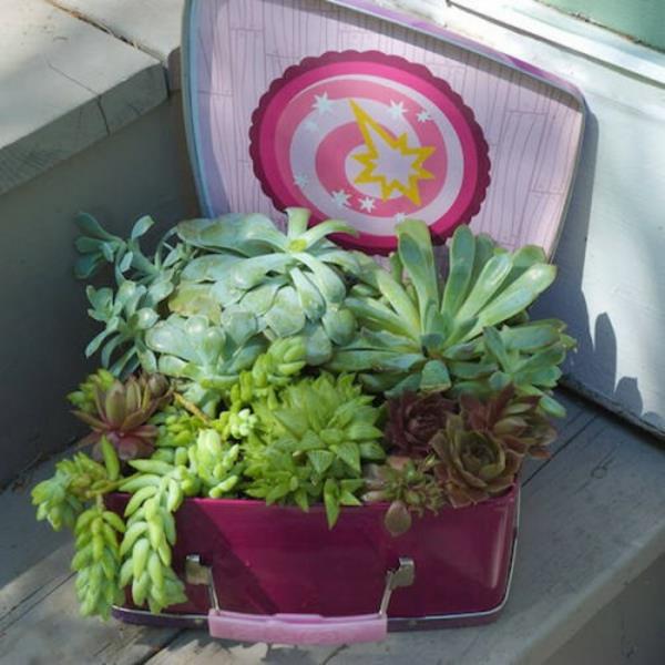 ιδέες διακόσμησης για τη βαλίτσα των φυτών λίπους στον κήπο