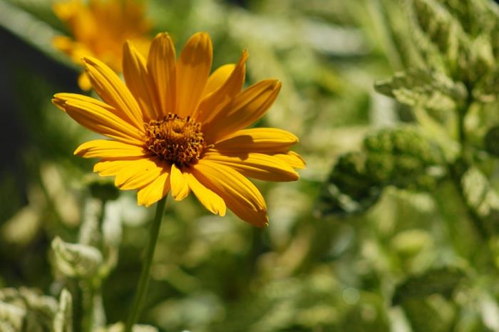 ιδέες ντεκό κήπο κήπος ηλιακό μάτι Heliopsis helianthoides