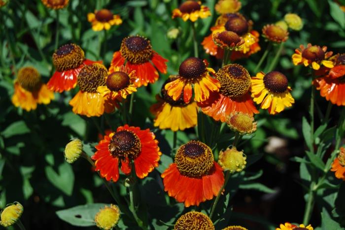 ιδέες διακόσμησης κήπος ήλιος νύφη helenium