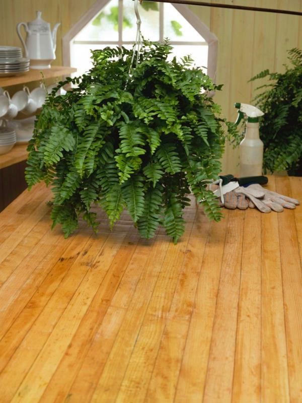 ιδέες ντεκό φτέρες φροντίδα φυτών εσωτερικού χώρου ξύλινο πάτωμα