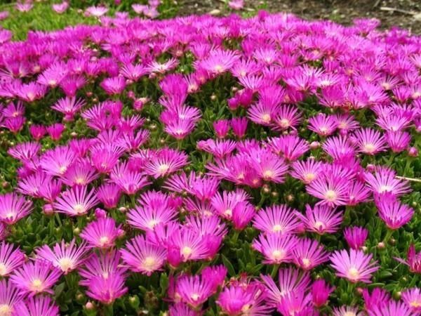 delosperma cooperi ανθισμένη κάλυψη εδάφους