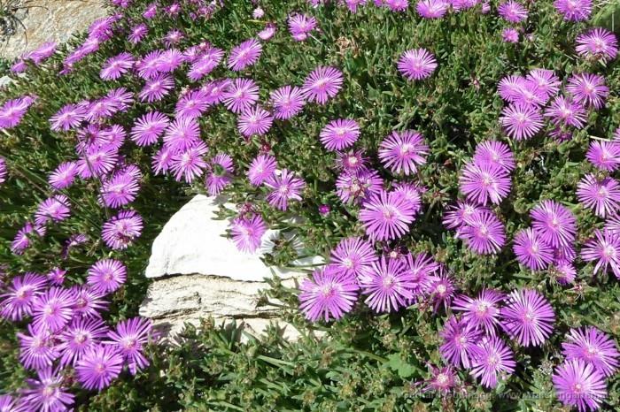 delosperma ecklonis μοβ λουλούδια ήλιο φυτά κάλυψης εδάφους