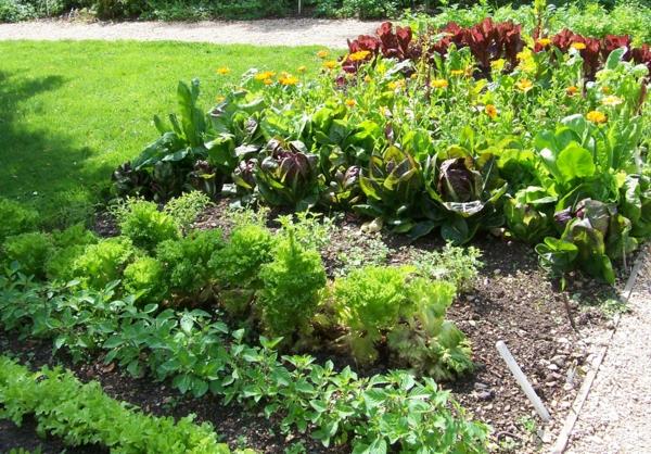 Το Vermin καταπολεμά τα φυτά κήπου ενάντια στα κουνούπια φυτά κήπου κατιφέδες