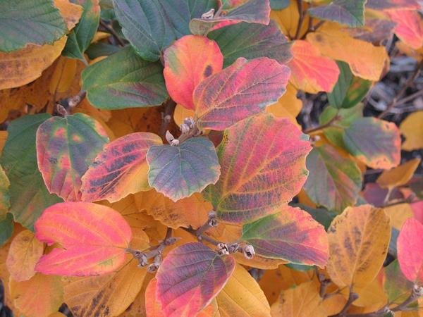 ο νάνος λοφός θάμνος πολύχρωμα φθινοπωρινά φύλλα