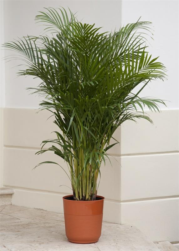 τα πιο δημοφιλή φυτά εσωτερικού χώρου στη Γερμανία dypsis lutescens Golden Palm Palm