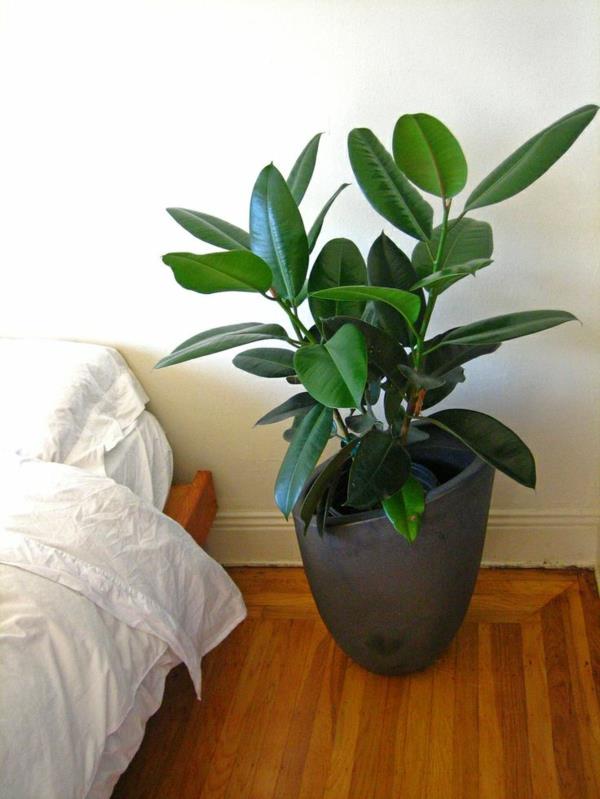 τα πιο δημοφιλή φυτά εσωτερικού χώρου ficus elastica gum tree