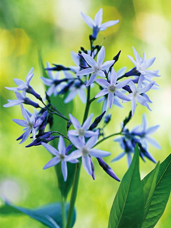 τα πιο όμορφα μπλε λουλούδια στον γαλάζιο κήπο
