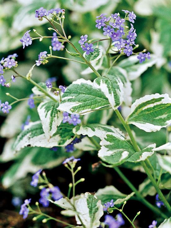 τα πιο όμορφα μπλε λουλούδια στον κήπο brunnera