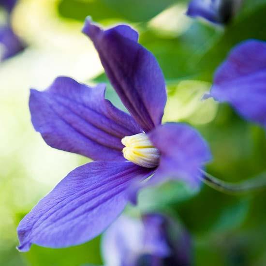 τα πιο όμορφα μπλε λουλούδια στον κήπο clematis