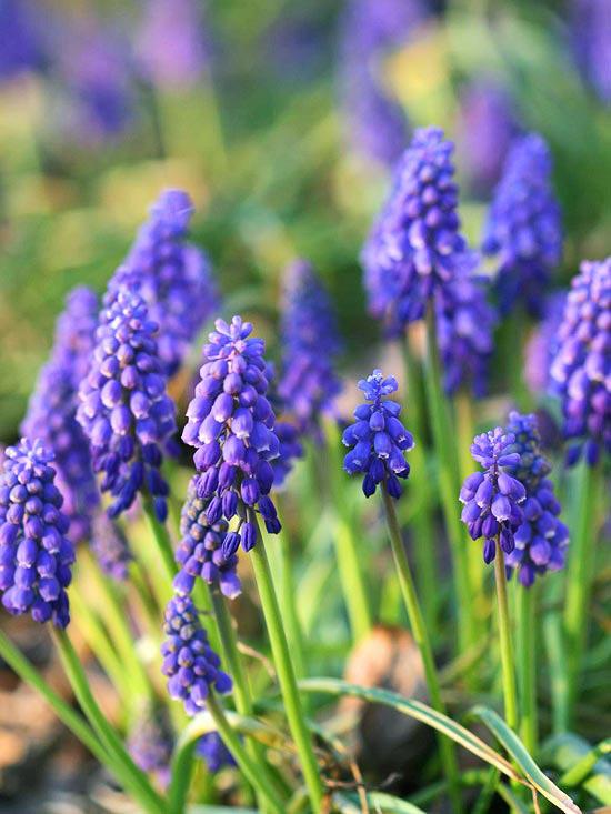 τα πιο όμορφα μπλε λουλούδια στον κήπο σταφύλι υάκινθος