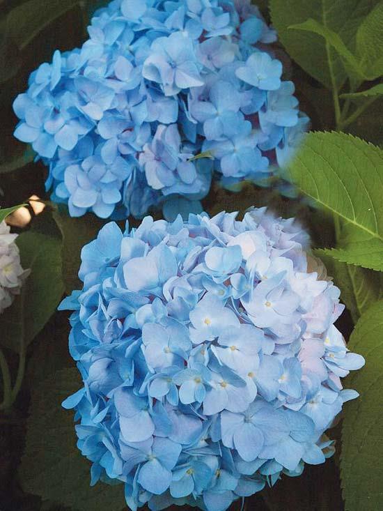 τα πιο όμορφα μπλε λουλούδια στον κήπο μπλε ορτανσία