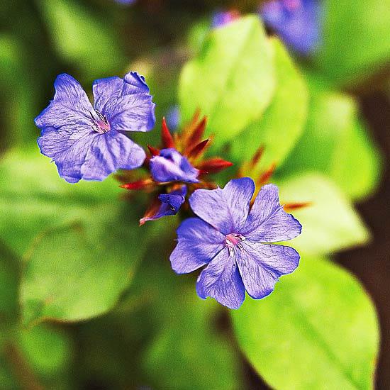 τα πιο όμορφα μπλε λουλούδια στο φυτό μολύβδου στον κήπο