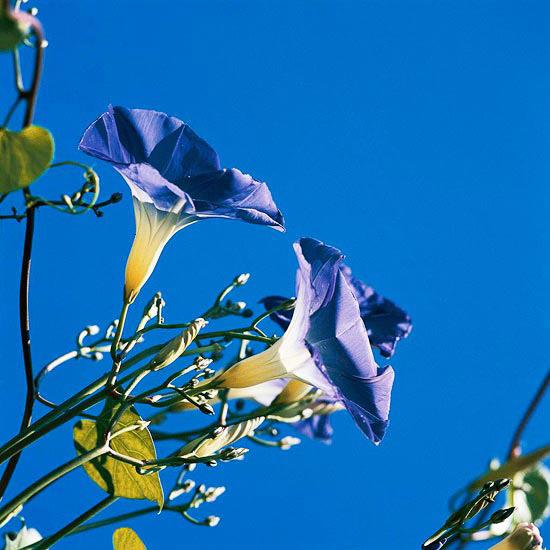 τα πιο όμορφα μπλε λουλούδια στον κήπο πρωινή δόξα