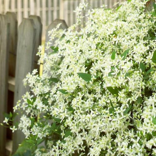τα πιο όμορφα λευκά λουλούδια στον κήπο μεγαλώνουν clematis