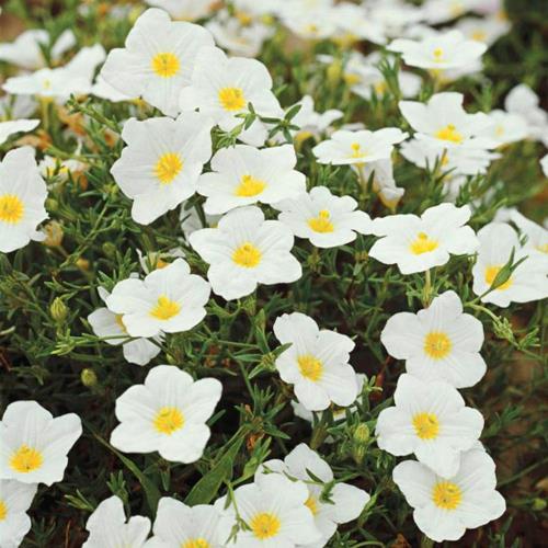 Καλλιεργήστε τα πιο όμορφα λευκά λουλούδια στο λουλούδι του κήπου
