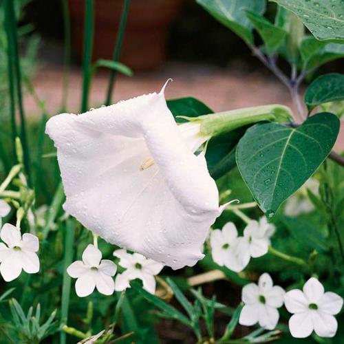 Καλλιέργεια των πιο όμορφων λευκών λουλουδιών στον κήπο datura