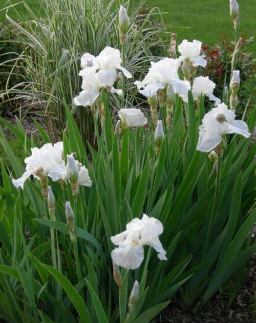 Καλλιέργεια των πιο όμορφων λευκών λουλουδιών στον κήπο αθανασία ίριδα