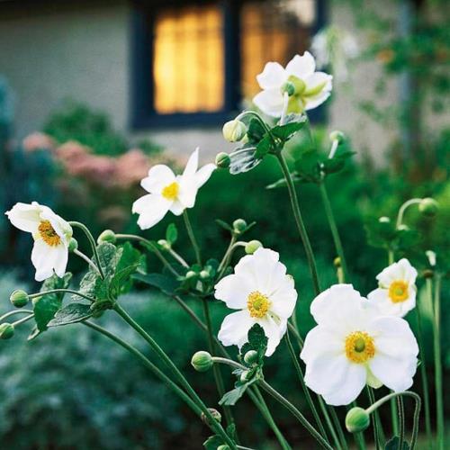 τα πιο όμορφα λευκά λουλούδια στον κήπο μεγαλώνουν ιαπωνική ανεμώνη