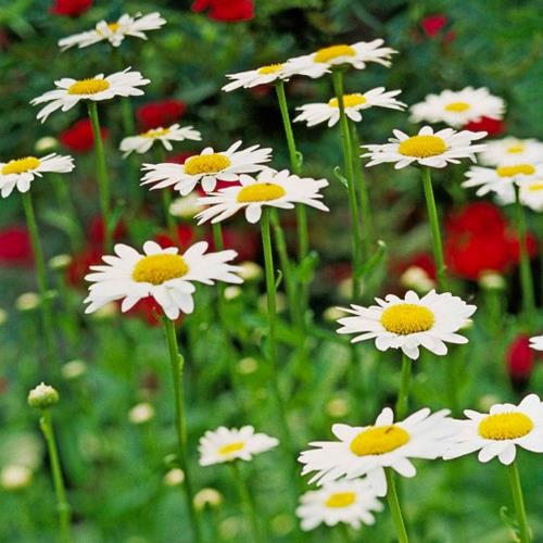 Καλλιέργεια των πιο όμορφων λευκών λουλουδιών στον κήπο μαργαρίτα shasta
