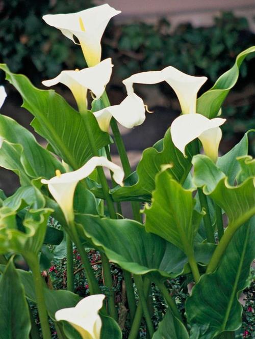 τα πιο όμορφα λευκά λουλούδια στον κήπο calla