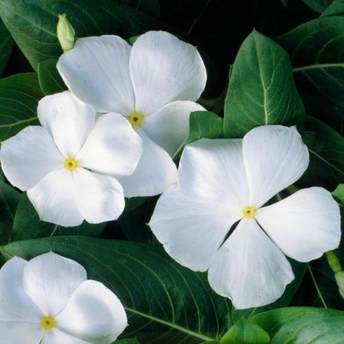 τα πιο όμορφα λευκά λουλούδια στον κήπο vinca