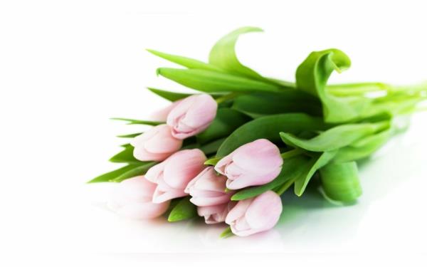 φυτέψτε την τουλίπα ανοιχτό ροζ λουλούδια τουλίπας