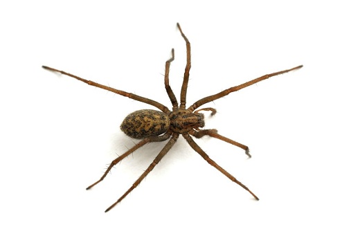Įprasti namų vorų tipai