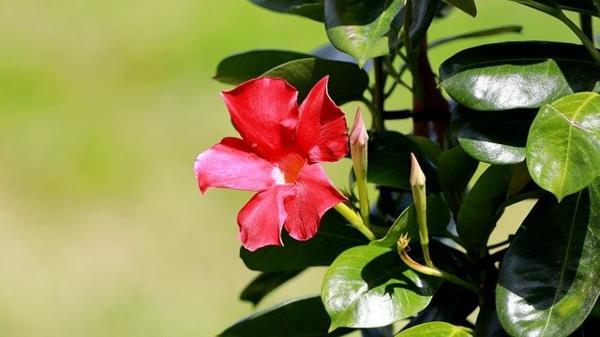 Διατηρήστε σωστά τη dipladenia mandevilla