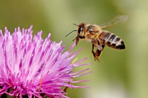 γαϊδουράγκαθο μέλισσα βοσκές γύρη νέκταρ