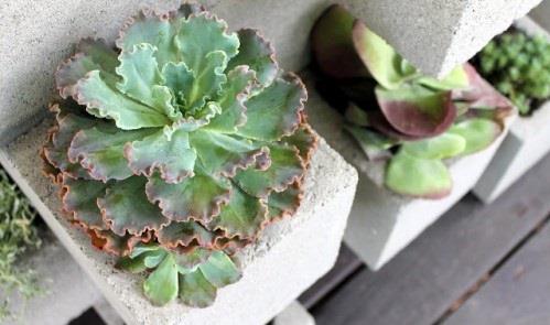 diy γλάστρες από σκυρόδεμα sempervivum