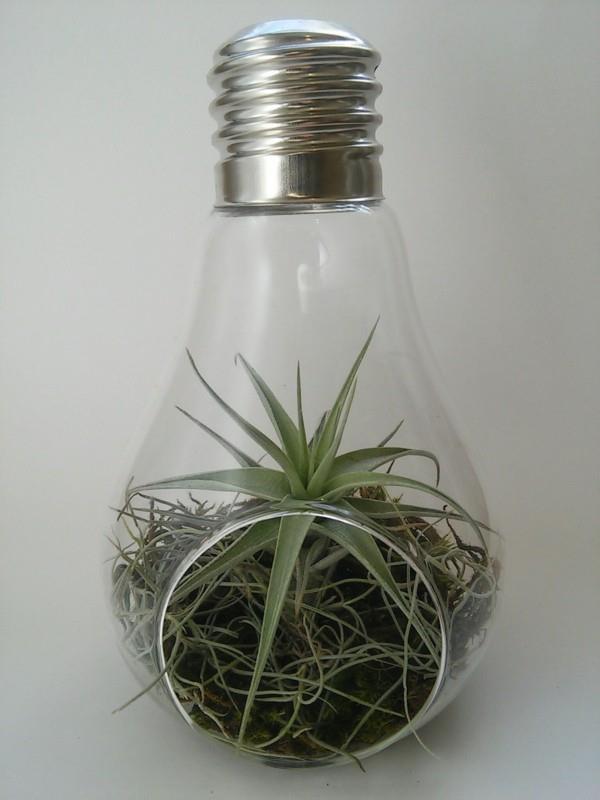 DIY φυτό φυτό terrarium