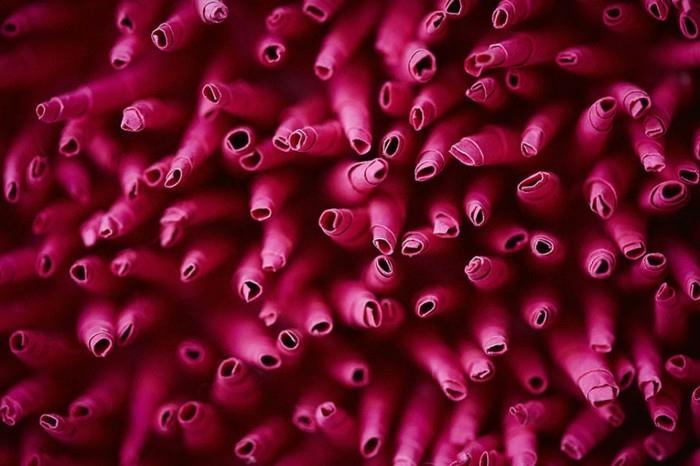 diy ιδέες διακόσμηση Mlle Hipolyte coral αυθεντικό χαρτί με λεπτομέρειες