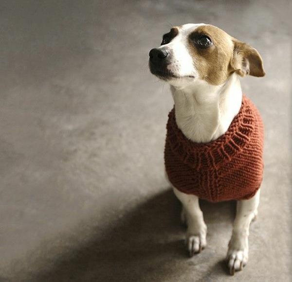 diy έργα πλέξιμο πουλόβερ σκύλου μόνοι σας αξεσουάρ σκυλιά