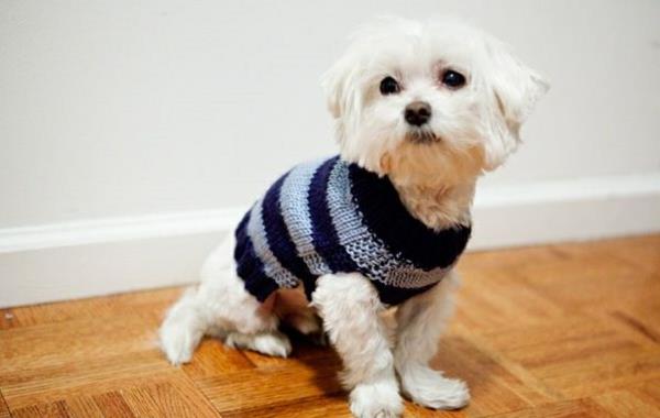 diy έργα πλέξιμο πουλόβερ σκύλου στον εαυτό σας μπλε ρίγες