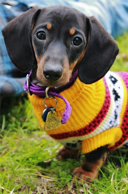 DIY έργα που πλέκουν το δικό σας πουλόβερ για σκύλους και φορέστε ένα κίτρινο ντάκουντ