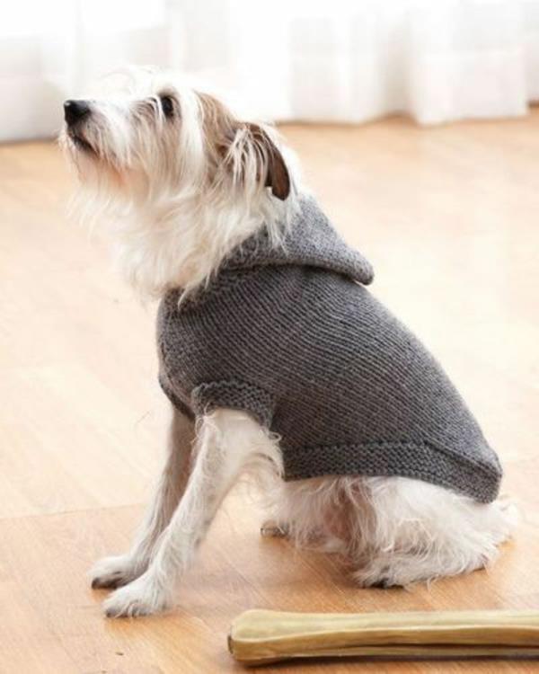 DIY έργα πλεκτά πουλόβερ σκύλου μόνοι σας σε ένα γκρι χρώμα