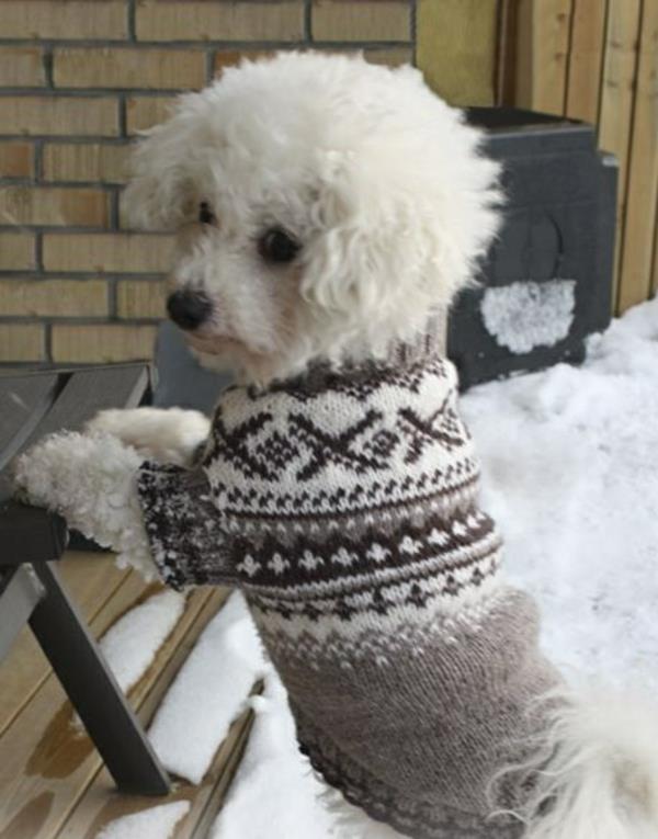 diy έργα πλέξιμο πουλόβερ σκύλου στον εαυτό σας γκρι λευκό μοτίβο