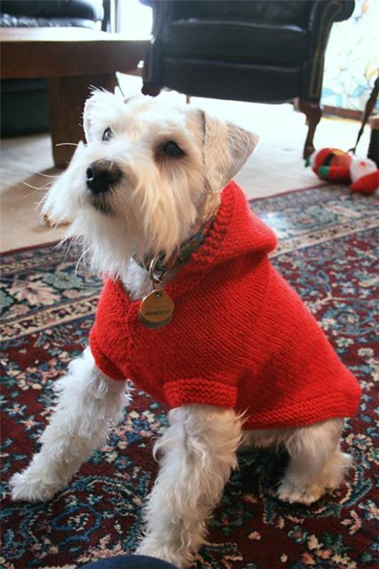 τα diy έργα πλέκουν το δικό σου πουλόβερ σκύλου κόκκινο με κουκούλα