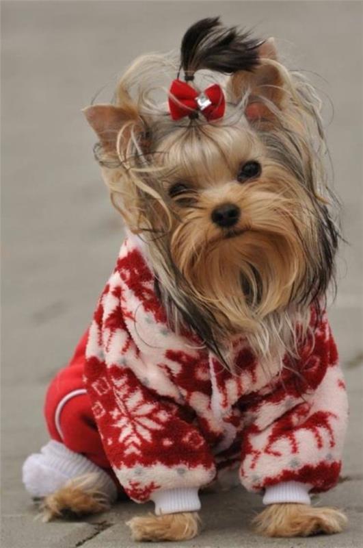 DIY έργα πλέξιμο πουλόβερ σκύλου μόνοι σας κόκκινο λευκό