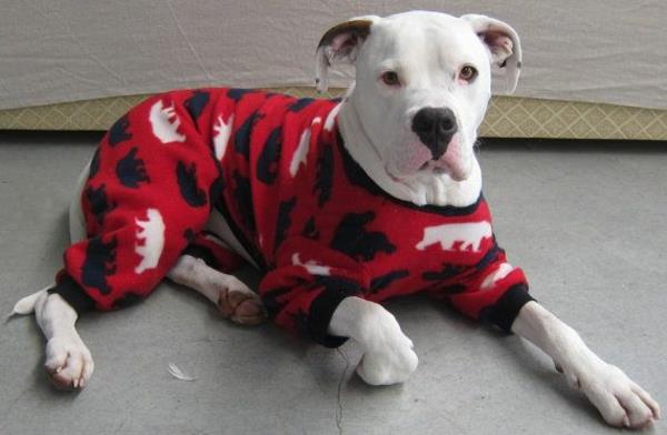 DIY έργα πλέξιμο πουλόβερ σκύλου μόνοι σας πιτζάμες