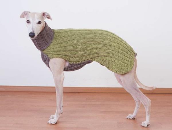 DIY έργα πλεκτά πουλόβερ σκύλου μόνοι σας σε δύο χρώματα