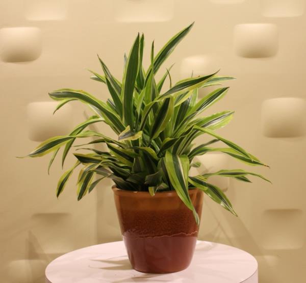 δέντρο δράκων Dracaena Fragrans φυτά φροντίδας