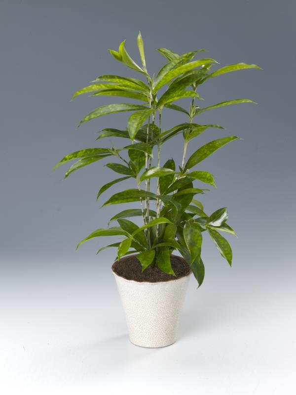 φροντίδα ειδών δέντρων δράκων Dracaena surculosa
